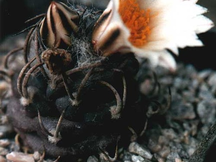 Turbinicarpus macrochele