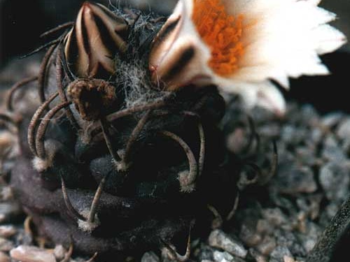 Turbinicarpus macrochele