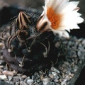 Turbinicarpus macrochele