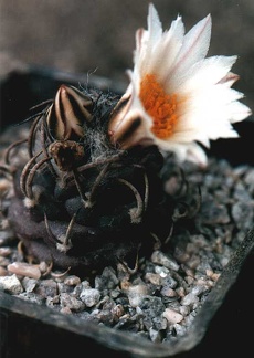 Turbinicarpus macrochele