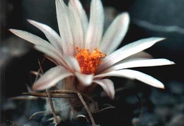 Turbinicarpus bonatzii