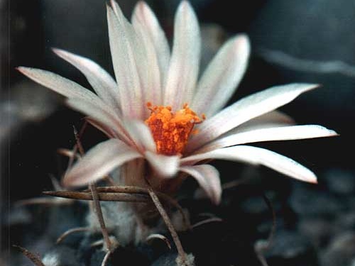 Turbinicarpus bonatzii