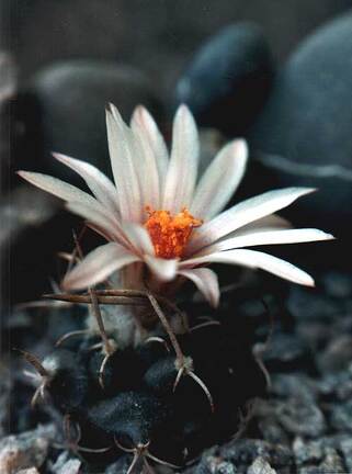 Turbinicarpus bonatzii