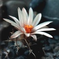 Turbinicarpus bonatzii