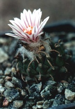 Turbinicarpus panarottoi