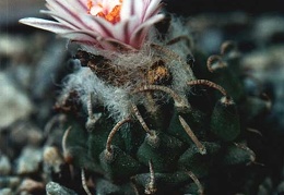 Turbinicarpus panarottoi