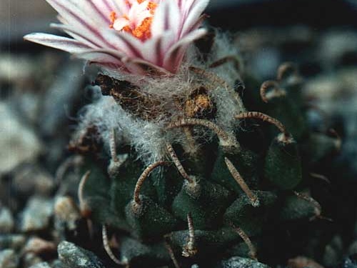 Turbinicarpus panarottoi