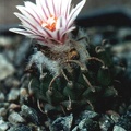 Turbinicarpus panarottoi