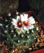 Turbinicarpus panarottoi