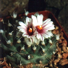 Turbinicarpus panarottoi
