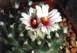 Turbinicarpus panarottoi