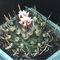 Turbinicarpus schmiedickeanus