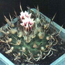 Turbinicarpus schmiedickeanus