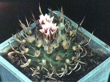 Turbinicarpus schmiedickeanus