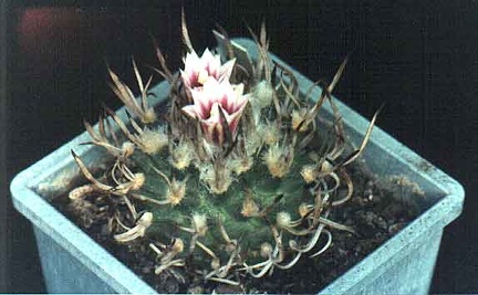 Turbinicarpus schmiedickeanus