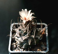 Turbinicarpus schmiedickeanus