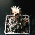 Turbinicarpus schmiedickeanus
