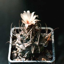 Turbinicarpus schmiedickeanus