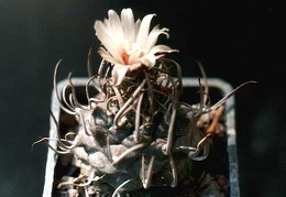 Turbinicarpus schmiedickeanus