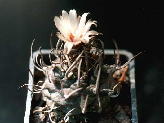 Turbinicarpus schmiedickeanus