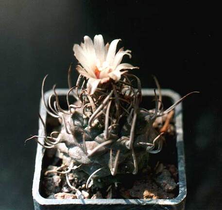 Turbinicarpus schmiedickeanus