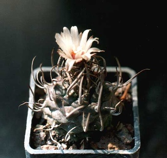 Turbinicarpus schmiedickeanus