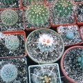 Turbinicarpus sp.