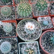 Turbinicarpus sp.