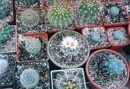 Turbinicarpus sp.