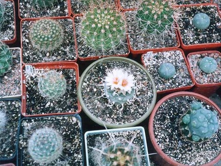 Turbinicarpus sp.
