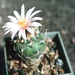 Turbinicarpus
