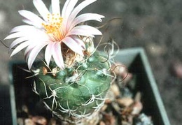 Turbinicarpus