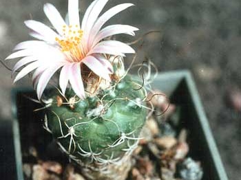 Turbinicarpus pseudomacrochele