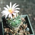 Turbinicarpus pseudomacrochele (3232 відвідувань) Фото и растение Татьяны Кецко (Киев) Turbinicarpus pseudomacrochele