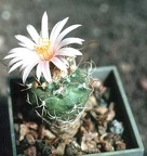 Turbinicarpus pseudomacrochele