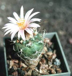 Turbinicarpus pseudomacrochele