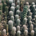 Сеянцы Turbinicarpus