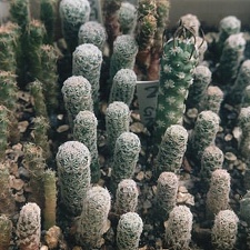 Сеянцы Turbinicarpus