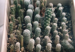 Сеянцы Turbinicarpus