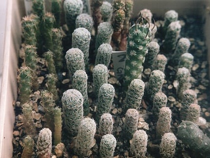 Сеянцы Turbinicarpus