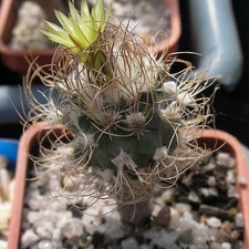 turbinicarpus krainzianus v minimus Ann