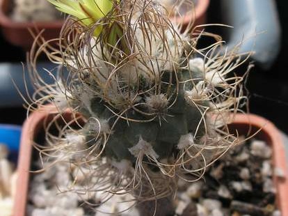 turbinicarpus krainzianus v minimus Ann