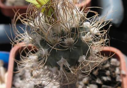 turbinicarpus krainzianus v minimus Ann (1908 відвідувань) turbinicarpus krainzianus v minimus Ann
