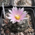 turbinicarpus laui Ru FG