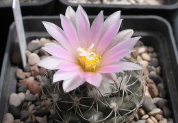 turbinicarpus laui Ru FG