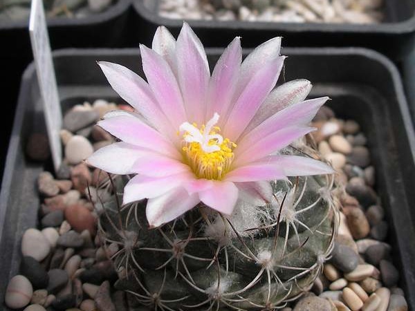 turbinicarpus laui Ru FG