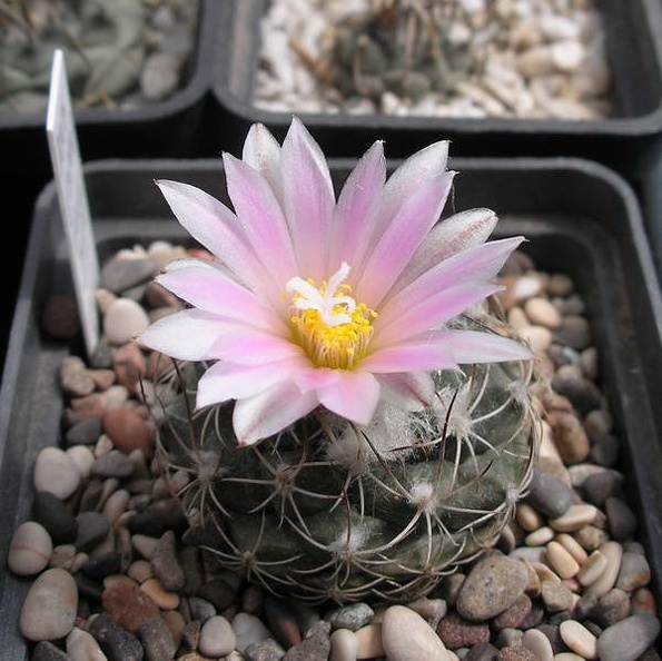 turbinicarpus_laui_Ru_FG.jpg