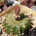 Uebelmannia buiningii