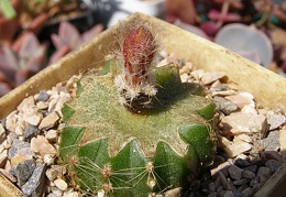 Uebelmannia buiningii