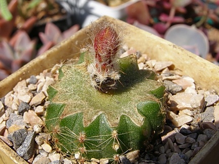 Uebelmannia buiningii